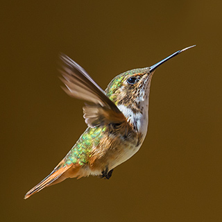 San Gerardo de Dota - Scintillant hummingbird